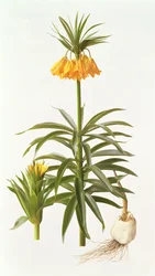 Fritillaria Eduardii
