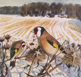 Cardellino