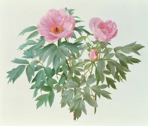 Paeonia giapponese