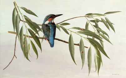 Martin pescatore