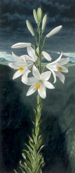 Madonna giglio (olio su tavola)