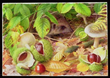 Al piano del bosco in ottobre