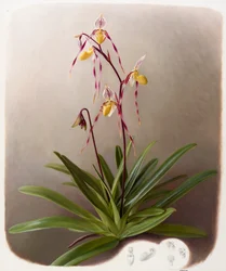 Orchidea