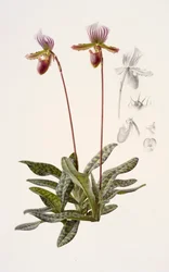 Paphiopedilum barbatum (olio su carta)