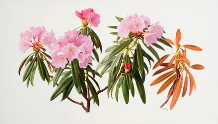 Rododendri