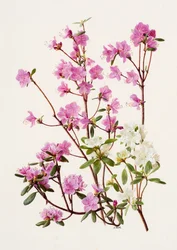 Rhododendron dauricum (olio su carta)
