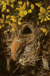 Studio di uno scricciolo al suo nido in un cespuglio di ginestre