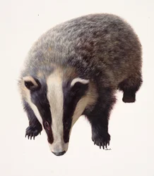 Studio di un tasso (olio su carta)