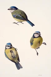 Tre studi di una cinciarella (olio su carta)