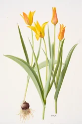 Tulipa ferganica (olio su carta)