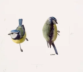Due studi di una cinciarella (olio su carta)