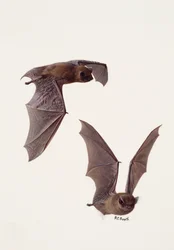 Due studi di pipistrello pipistrello (olio su carta)