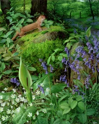 Donnola con fiori di primavera