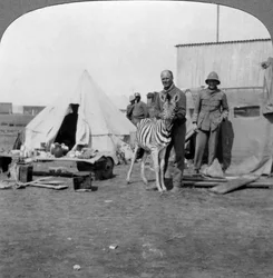 Artiglieri sudafricani con la loro zebra domestica, Africa orientale, Prima Guerra Mondiale, 1914-1918