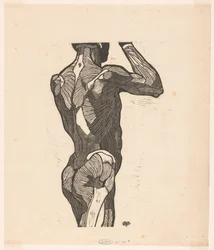 Studio anatomico dei muscoli della schiena e dei glutei di un uomo
