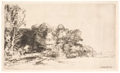 Gruppo di alberi con vista