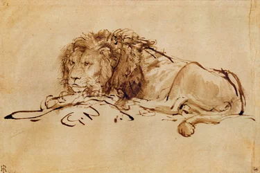 Leone a riposo