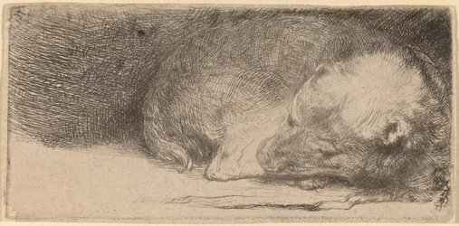 Cucciolo Addormentato