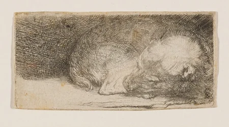 Cucciolo addormentato