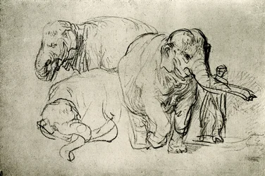 Studio di elefanti