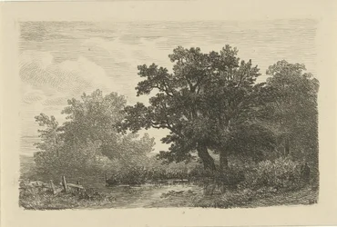 Alberi presso uno stagno