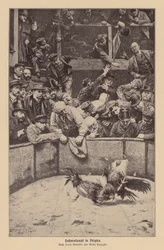 Combattimento di galli nelle Fiandre