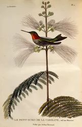 Colibrì dalla gola rubino (Archilochus colubris), incisione da Les trochilidees ou les colibris et les oiseaux-mouches