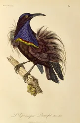 Maschio adulto di Uccello del Paradiso fuciliere (Ptiloris paradiseus), incisione da Histoire naturelle des oiseaux de paradis et des epimagues