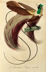 Maschio adulto di Uccello del Paradiso rosso (Paradisaea rubra), incisione da Histoire naturelle des oiseaux de paradis et des epimagues