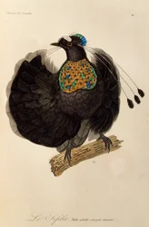 Maschio adulto di Parotia occidentale (Parotia sefilata), incisione da Histoire naturelle des oiseaux de paradis et des epimagues
