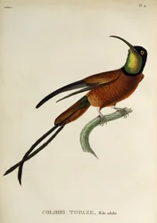 Topazio Cremisi (Topaza pella), incisione da Les trochilidees ou les colibris et les oiseaux-mouches