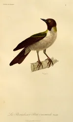 Femmina di Uccello del Paradiso minore (Paradisaea minor), incisione da Histoire naturelle des oiseaux de paradis et des epimagues