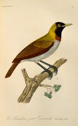 Giovane maschio di Uccello del paradiso minore (Paradisaea minor), incisione da Histoire naturelle des oiseaux de paradis et des epimagues