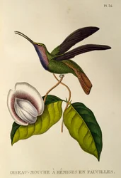 Lazulina Sabrewing (Campylopterus falcatus), incisione da Les trochilidees ou les colibris et les oiseaux-mouches