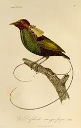 Maschio di Uccello del paradiso magnifico (Cicinnurus magnificus), incisione da Histoire naturelle des oiseaux de paradis et des epimagues