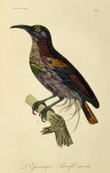 Giovane maschio di Uccello del Paradiso fuciliere (Ptiloris paradiseus), incisione da Histoire naturelle des oiseaux de paradis et des epimagues