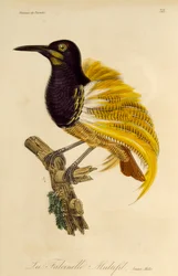 Giovane maschio di Uccello del Paradiso a dodici fili (Seleucidis melanoleuca), incisione da Histoire naturelle des oiseaux de paradis et des epimagues
