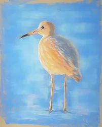 Calidris