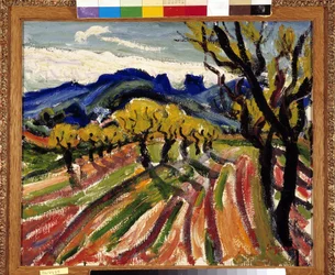 Campo di ulivi nelle Alpilles