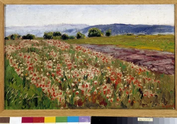 Il campo di papaveri