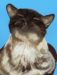 Il gatto marrone felice