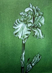 Elegante iris verde