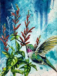 "Hover": fiori di colibrì e salvia ananas di Renee Machan