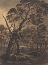 Scena Forestale