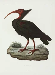 Ibis calvo, Algeria