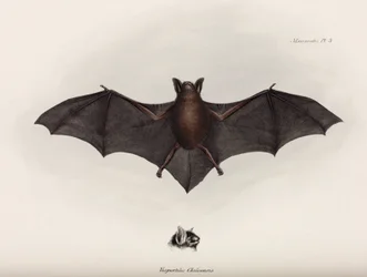 Pipistrello, Sud America