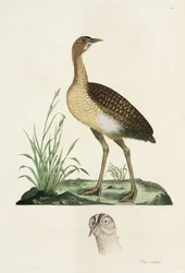 Otarda