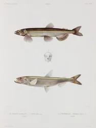 Capelin e eperlan, Islanda, inizio XIX secolo