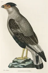 Caracara crestato