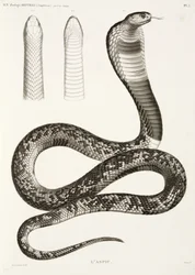 Cobra egiziano